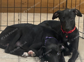 Whippet puppys