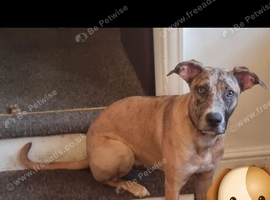 Catahoula leopard dog x Belgian malinois