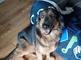 Forever home for Luna