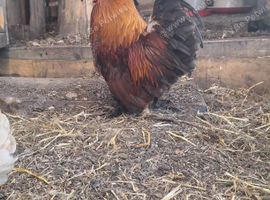 Serama x frizzles Cockerells