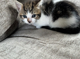 Kittens for sale