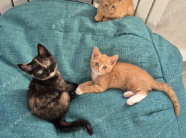 Adorable Kittens Ready Now