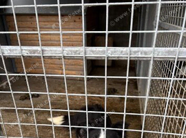 Female dog