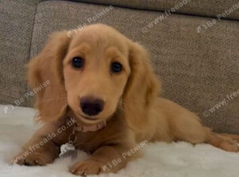 Longhair cream miniature dachshund
