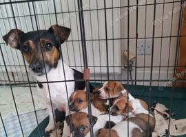 Jack Russell pups