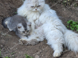 Pure Scottish fold & Scottish straight