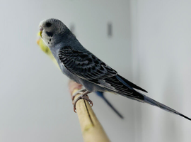 Budgies