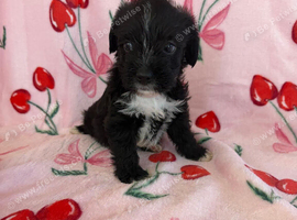 ADORABLE SHIH TZU &times; JACK RUSSELL PUPPIES