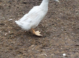 Runner duck