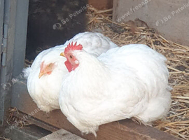 White peking pair