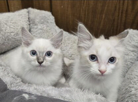 4 stunning ragdoll kittens