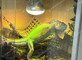 Green iguana