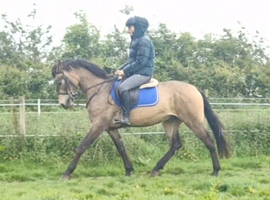 Top quality allrounder