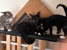 Boy and girl kittens