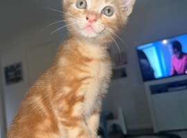 Ginger kitten