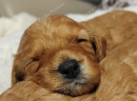 F1B CAVAPOO PUPPY'S DNA HEALTH TESTED PARENTS AND GRANDPARENTS