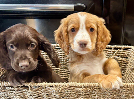 4 lovely health tested puppies