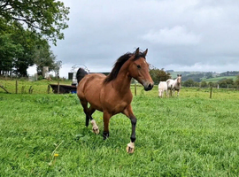 Welsh pb x Arab 4yo Mare