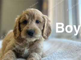 Bambi adorable puppies 10 weeks old
