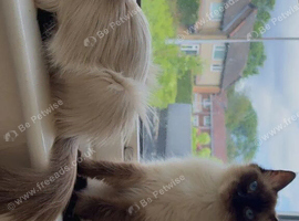 Female ragdoll sisters