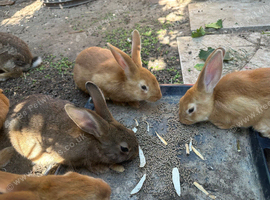 Rabbits for sale