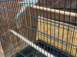 Kakariki for sale