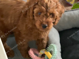 Hereditary Clear Red Cockapoo&rsquo;s