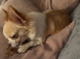 Chihuaha bitches for sale