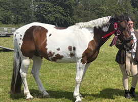 Felix &ndash; 10-year-old 15hh Cob Gelding