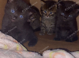 Boy kitten