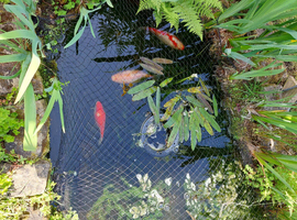 Large pond fish