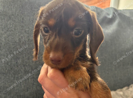Girl Puppies