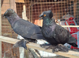 A pair with 1 chick