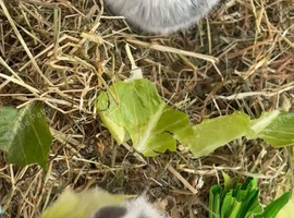 Gorgeous Grey & White Baby French Lop Rabbits &ndash; Nearly 6 Weeks Old