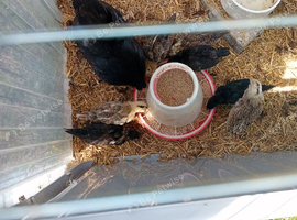 9 serama chicks
