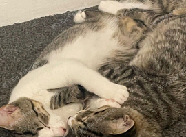 2 tabby sisters