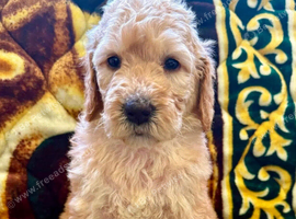 STUNNING AUSTRALIAN GOLDENDOODLE PUPPIES
