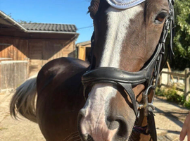11yr old 14.2 tri colour mare