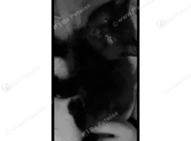 1 all black male, Ready now