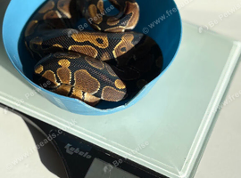 Royal pythons for sale