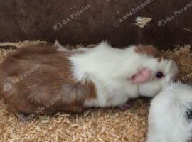 guinea pigs