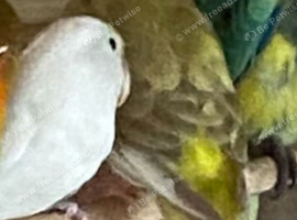 Hen red rump