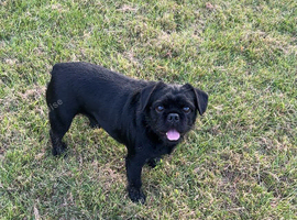 Fluffy frenchie needing a home asap