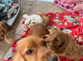 Curly cockapoo puppies