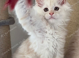Stunning litter of Maine coon babies