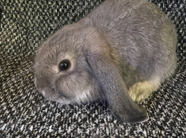 Mini lop Buck (mini plush carrier)