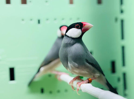 Java finches