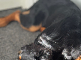 A lovable German sherperd who needs a new home