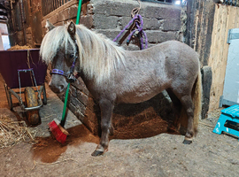 Reg British Spotted Beautiful 4yo silver bay mare 30 inch
