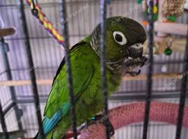 Gorgeous Black capped conure